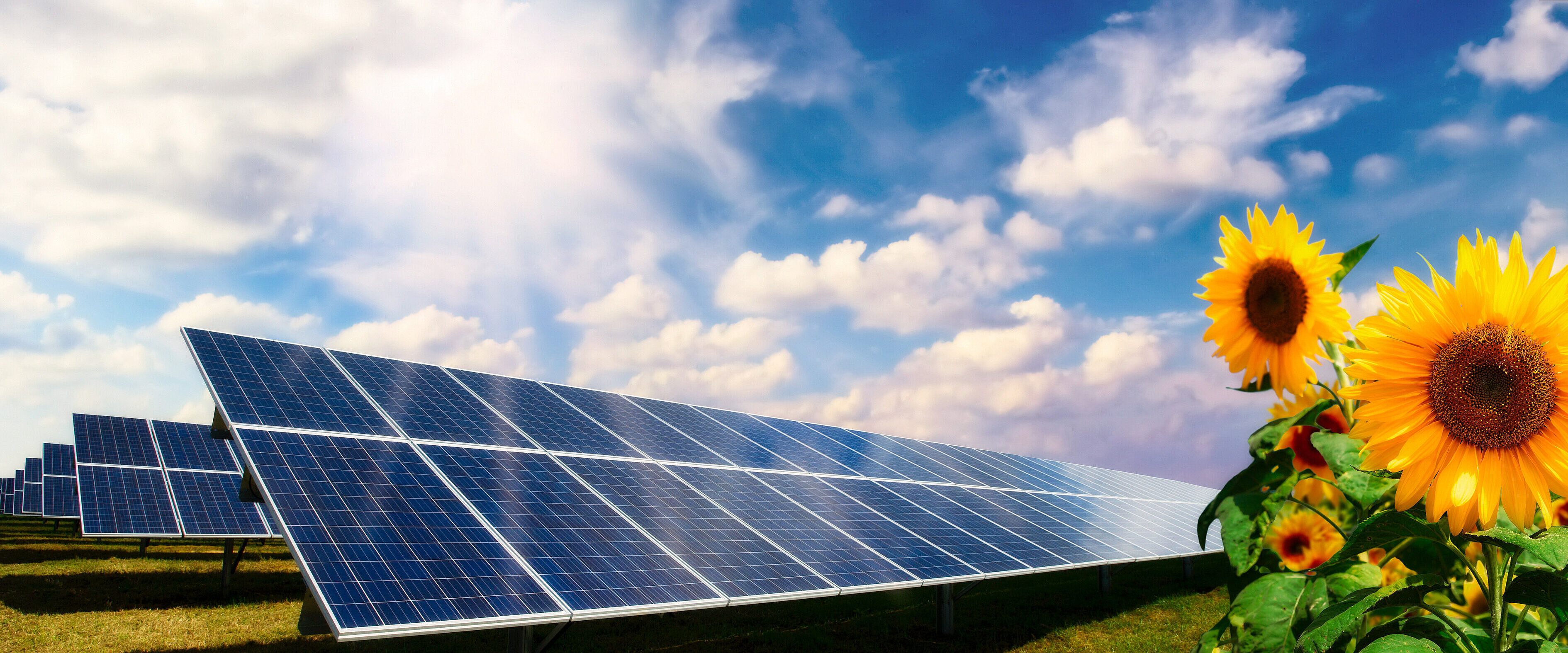 Solaranlage mit Sonnenblumen Freiflächen-PV-Anlage mit Sonnenblumen.